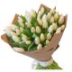 Beautiful Tulips