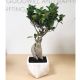 Ficus Bonsai Plant