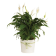 Peace Lily