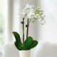 Mini Phalaenopsis Orchid Plant