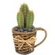 Red Torch Cactus Plant